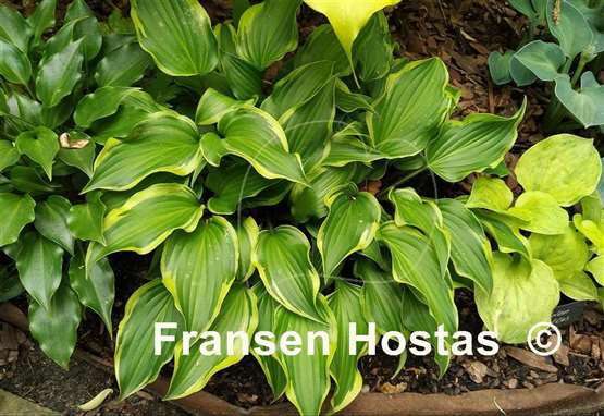 Hosta Kanzi